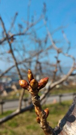 2016年4月20
