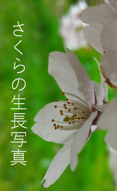 桜の生長を身近で観察できるって楽しい