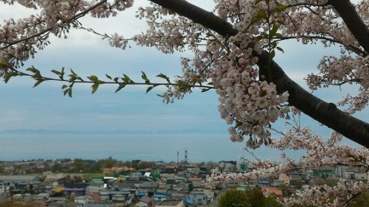 桜公園より