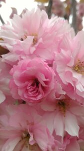 これ、一応桜!?